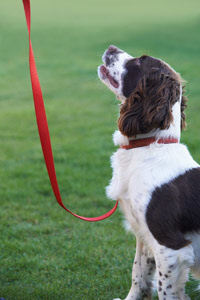 Dog training basics here com commands