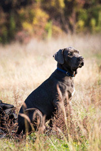 Gun dog training teaching basic sit command tips