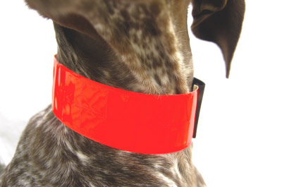 Close up view of Reflexite Field Trial Dog Collar under the neck of liver ticked German Shorthair Pointer