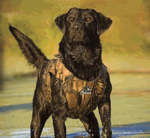 Tourbon Hunting Camo Dog Vests Gundog Safe Parka Neoprene Camouflage Extra Large 