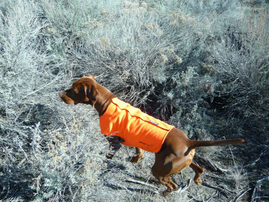 Wetlands Size Medium Kobuk 5mm Neoprene Flotation Hunting Dog Vest Jacket Ad 